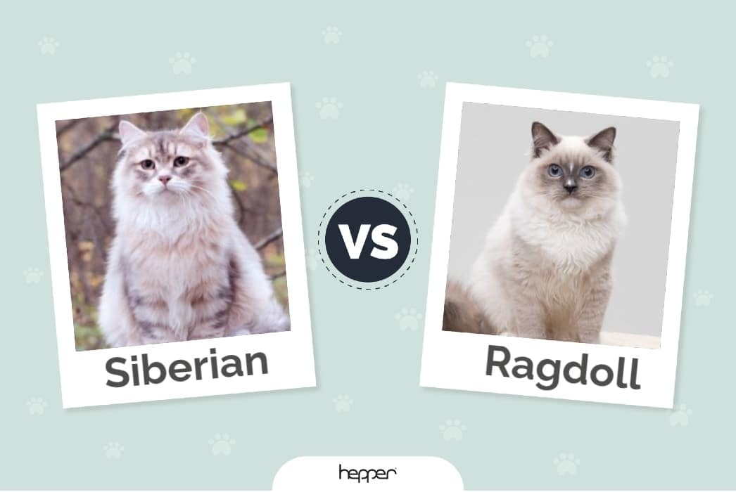 Siberian vs Ragdoll Cats: The Differences (With Pictures)