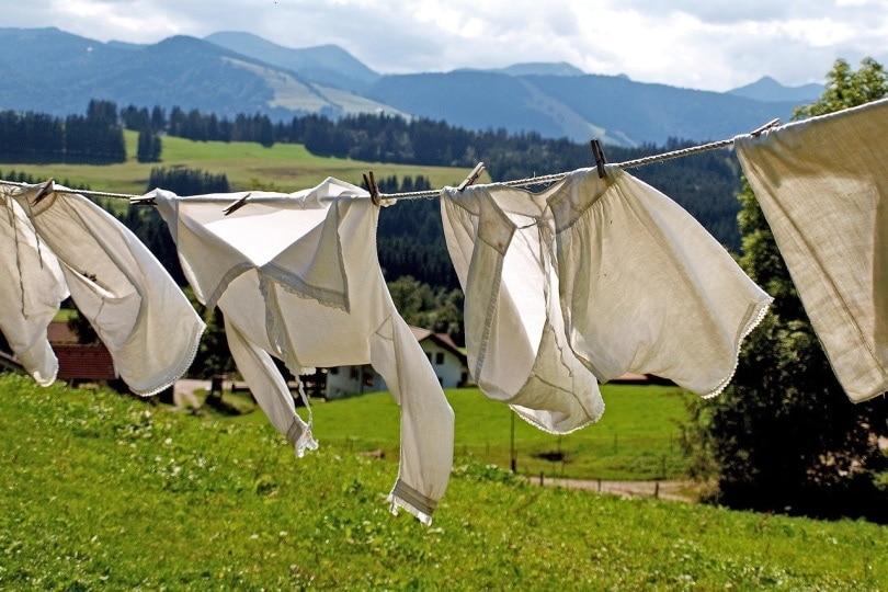 How To Get Cat Urine Smell & Stains Out of Clothes: 4 Simple Steps
