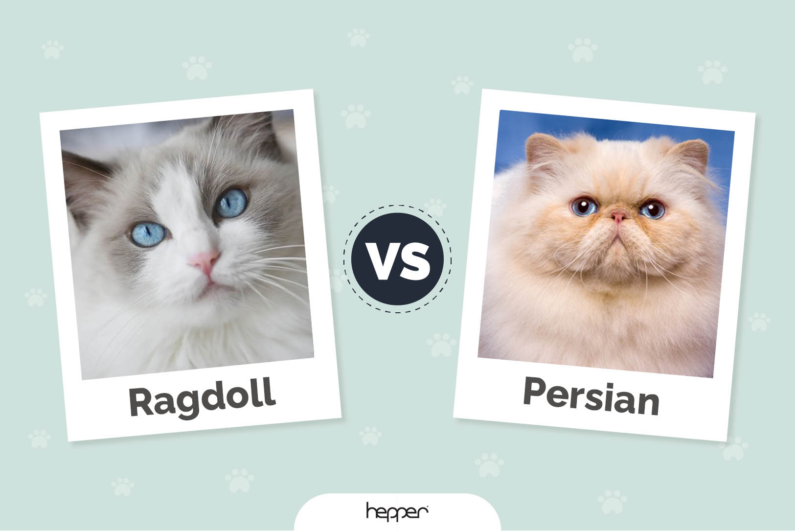 Ragdoll vs Persian Cats: The Differences (With Pictures)