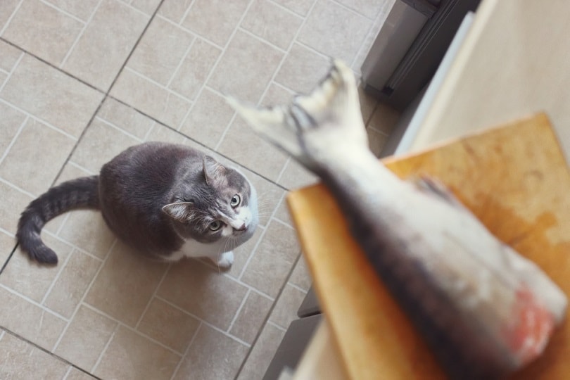cat obediently waits for salmon