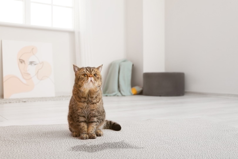 8 Best Cat Urine & Odor Removers in Canada - 2026 Reviews & Top Picks
