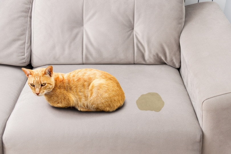 How to Get Cat Urine Smells & Stains Out of a Couch: 6 Expert Tips