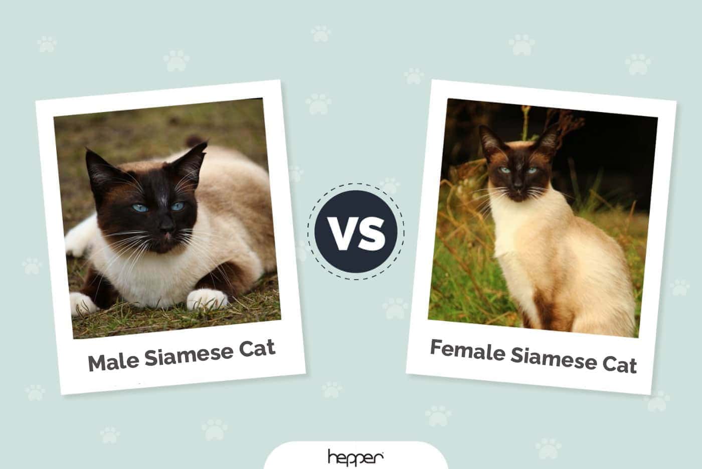 Male vs. Female Siamese Cats: The Differences (With Pictures)