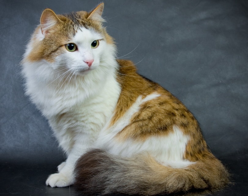 Ragamuffin: Info, Pictures, Characteristics & Facts