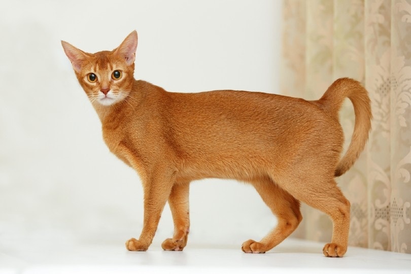 How Big Do Abyssinian Cats Get? Vet-Verified Average Weight & Growth Chart