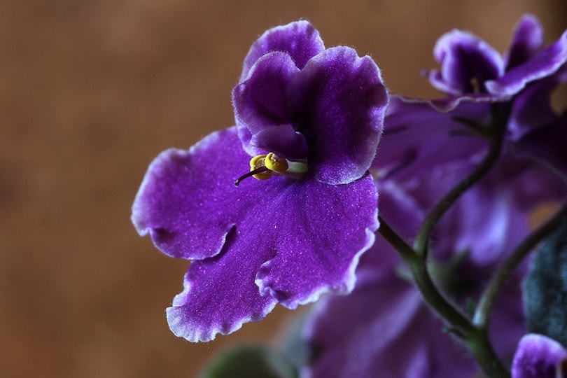 Are African Violets Poisonous to Cats? Vet-Approved Facts and Safety Guide