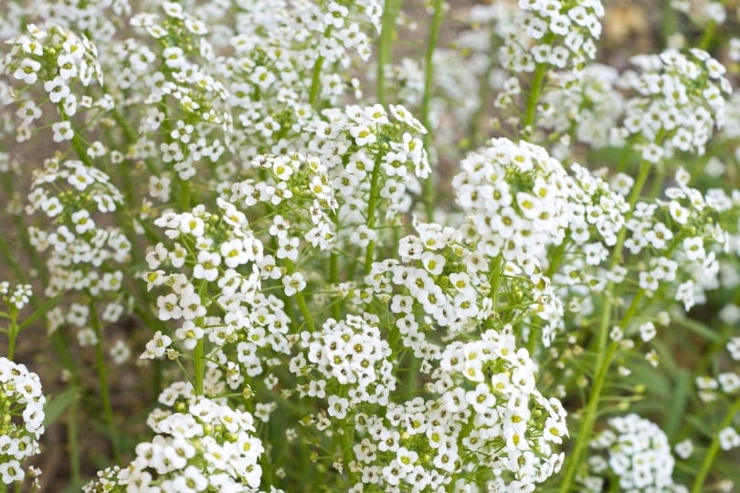Is Baby’s Breath Toxic to Cats? Keep Your Cat Safe