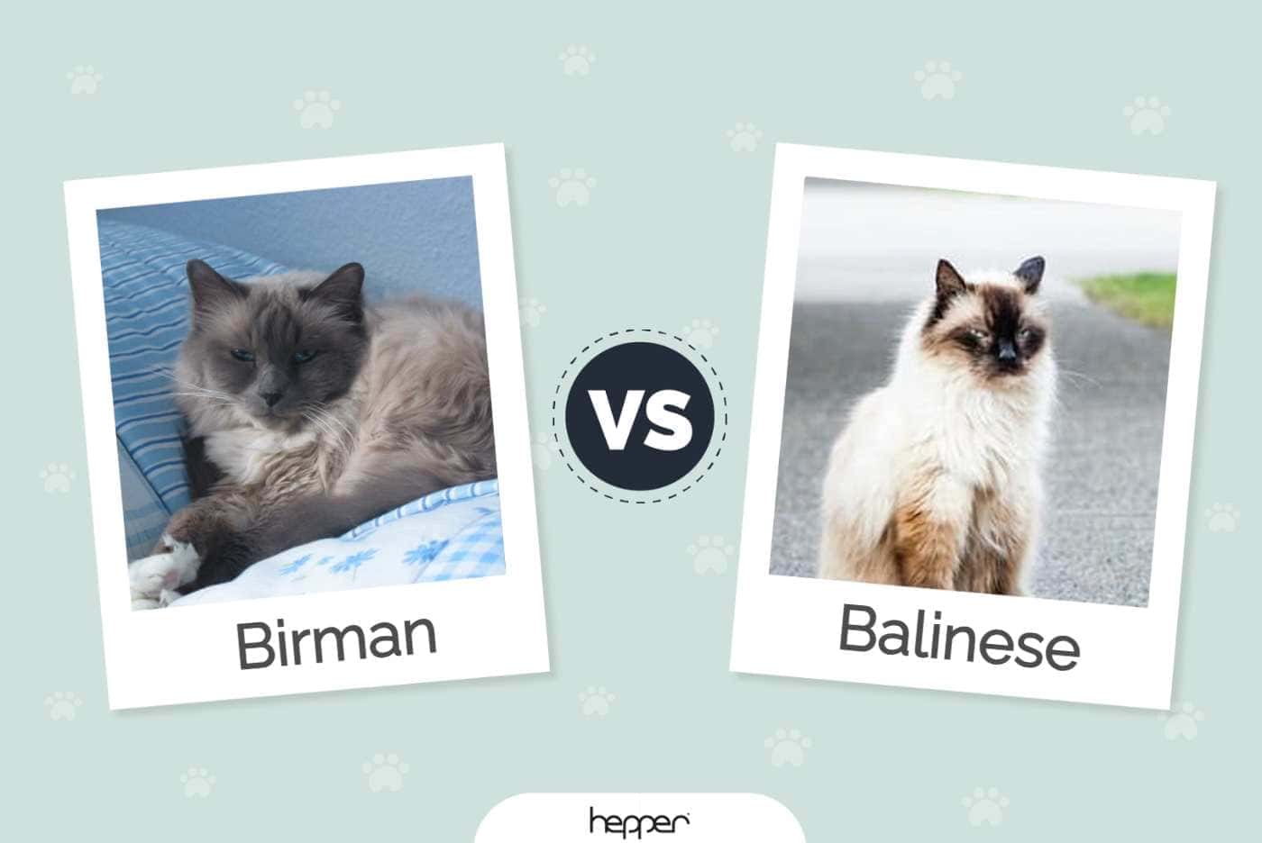Birman Cat vs Balinese Cat: Pictures, Differences, & Which to Choose