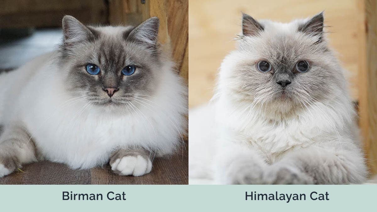 Birman vs Himalayan Cat side by side