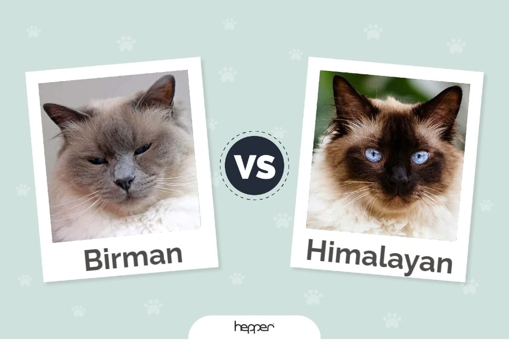 Birman Cat vs Himalayan Cat: Pictures, Differences & What to Choose