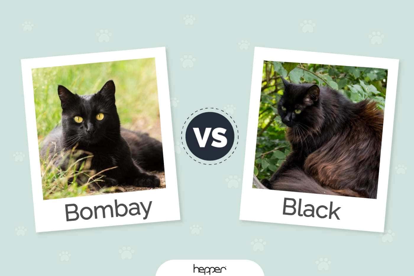Bombay Cat vs Black Cat: Visual Differences & Overview (With Pictures)