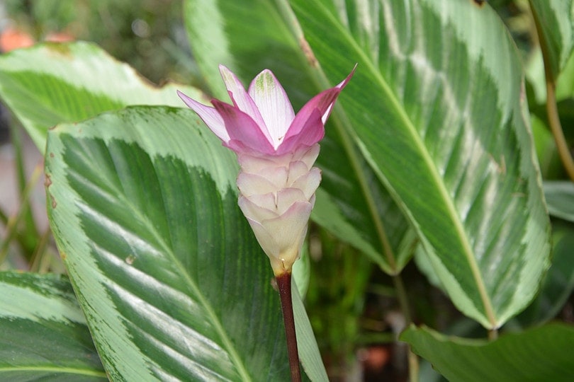 Is Calathea Toxic to Cats? Vet-Approved Facts and Safety Guide