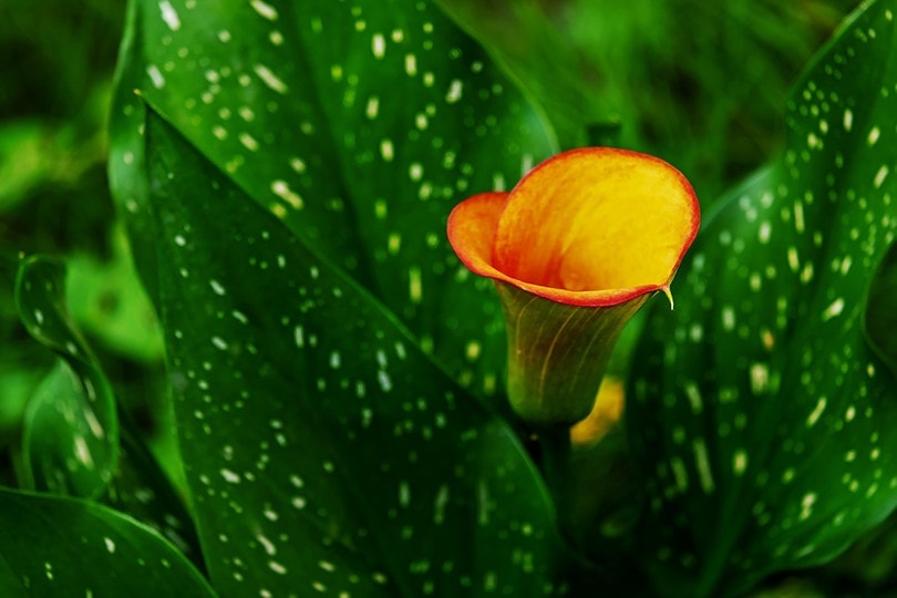 Are Calla Lilies Poisonous to Cats? (Vet Answer)