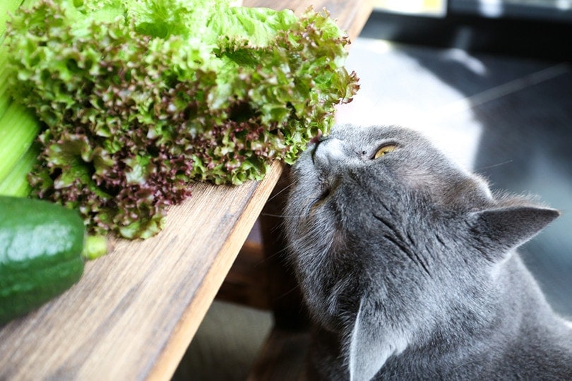 Can Eating Lettuce