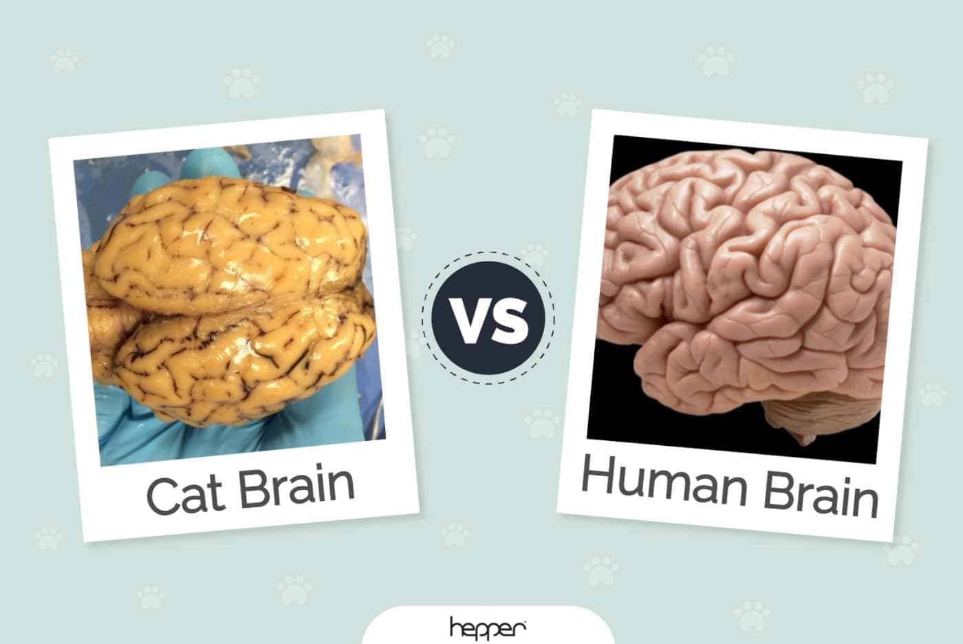 Cat Brain vs Human Brain: The Differences & Similarities (Vet-Reviewed)