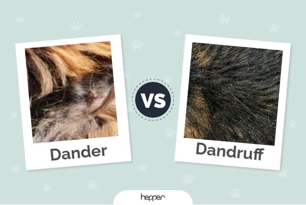 Cat Dander vs. Cat Dandruff: Differences & What to Do (Vet-Approved)