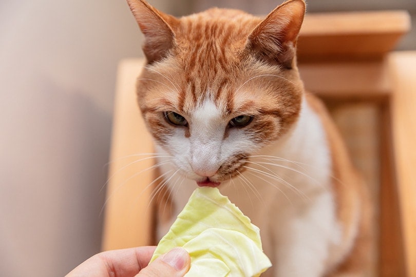 Cat Eating Cabbage
