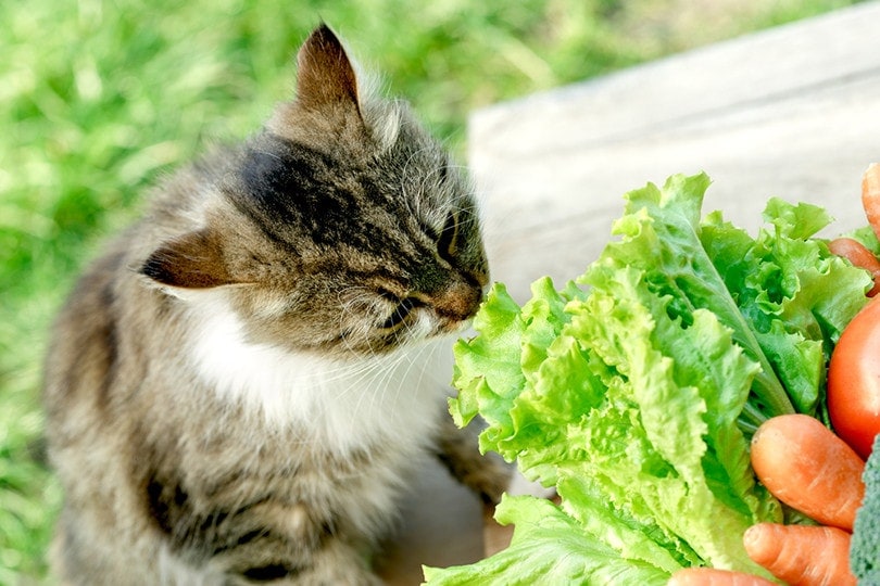 Cat Eating Lettuce