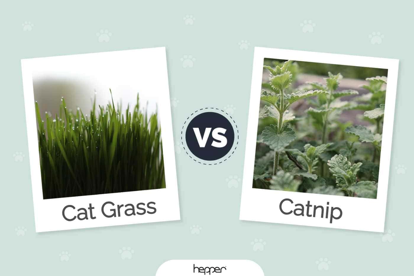 Cat Grass vs Catnip: Differences & Overview