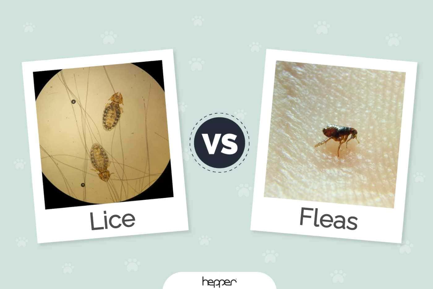 Cat Lice vs. Fleas: What Does My Cat Have? What Are the Differences