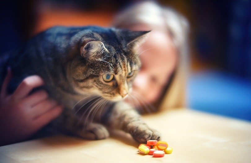 Do Cats Like Sweet Things & Can They Taste It? Vet-Approved Facts & Safety Tips