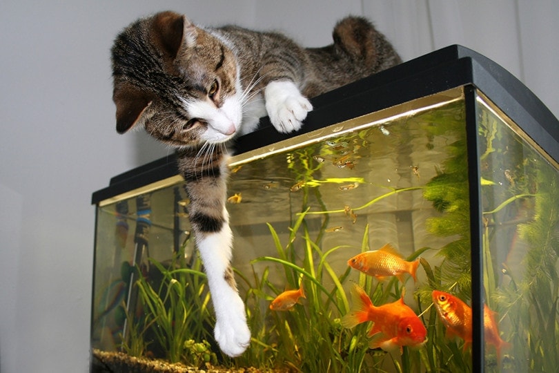 Why Do Cats Like Fish? Feline Facts & FAQs