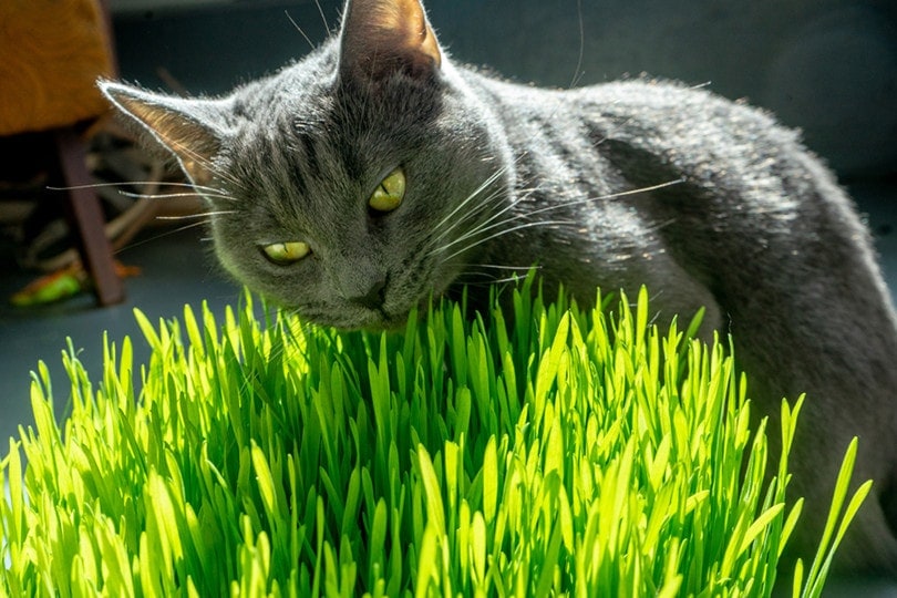 6 Types of Cat Grass: Benefits & How to Grow Them