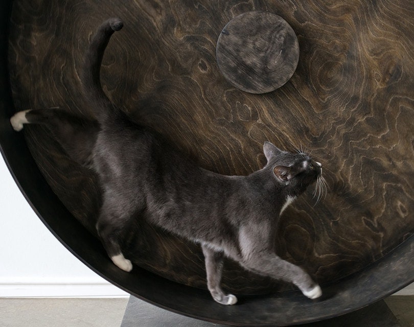 10 DIY Cat Wheel and Treadmill Plans You Can Build Today (With Pictures)