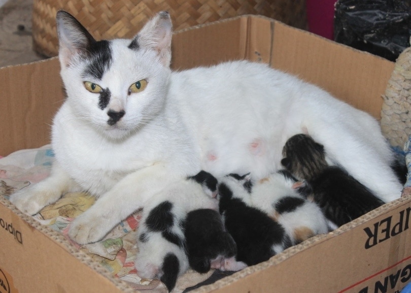 How Do Cats Give Birth? Vet-Verified Explanation