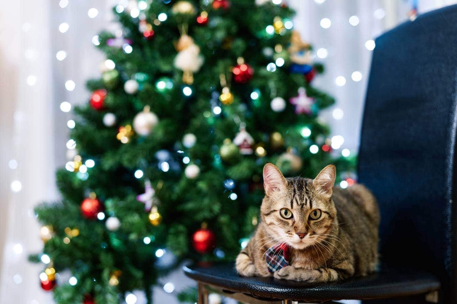 How to Keep Cats Out of a Christmas Tree: 5 Tips & Tricks