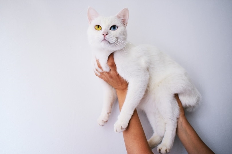 Cats With Two Different Eye Colors: Vet-Reviewed Causes & Concerns