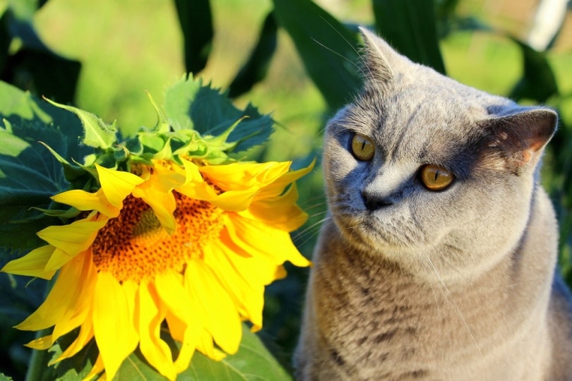 Are Sunflowers Toxic to Cats? Vet-Approved Facts
