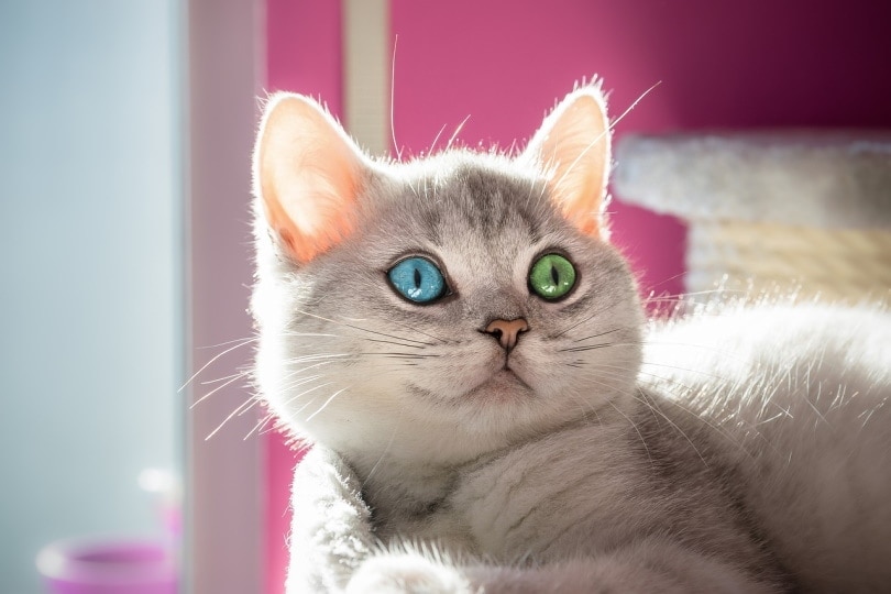Why Do Cats Have Whiskers on Their Eyebrows? Vet-Reviewed Feline Anatomy