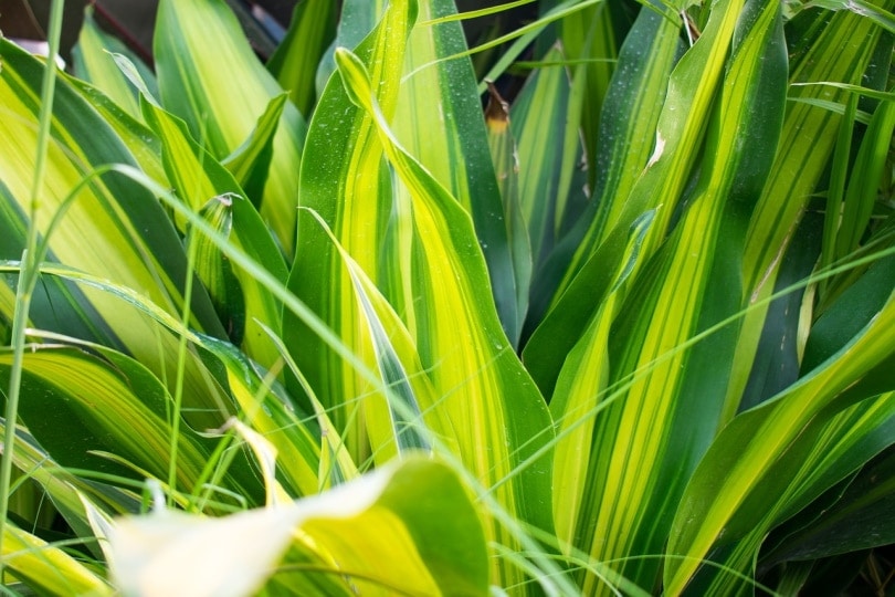 Are Dracaena Toxic to Cats? Vet-Verified Safety Facts