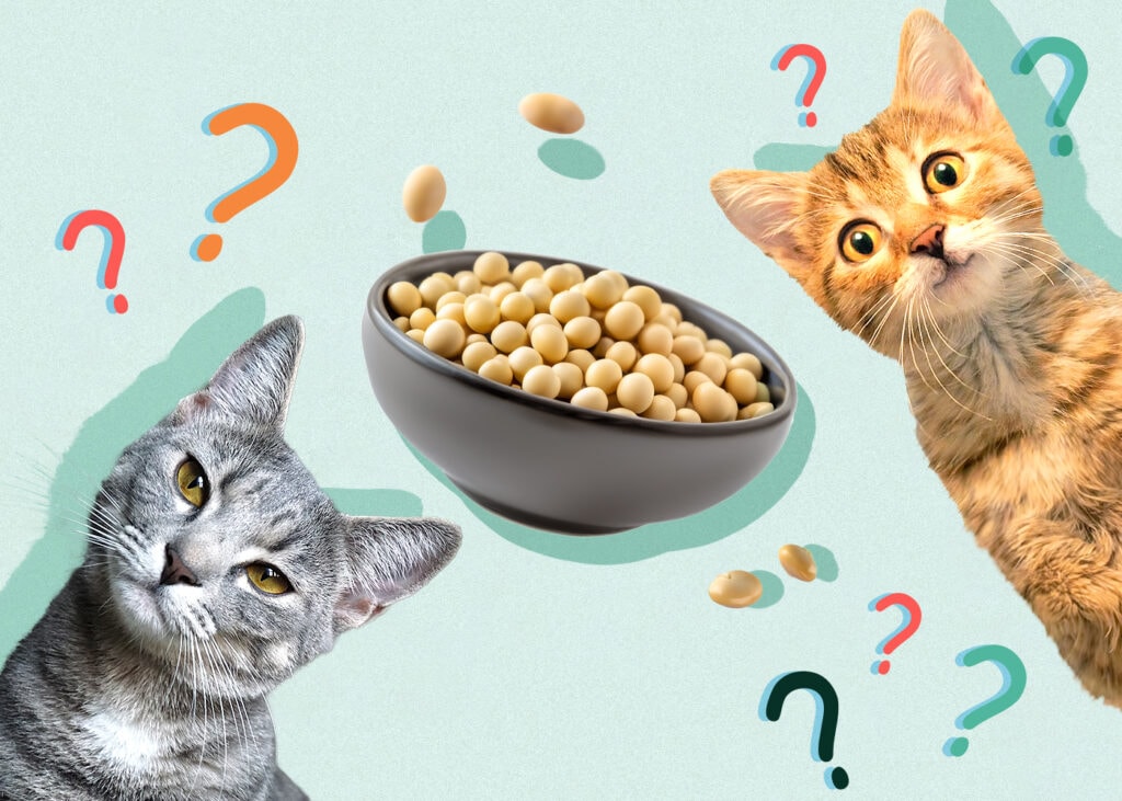 Can Cats Eat Soy? Vet-Approved Health Facts