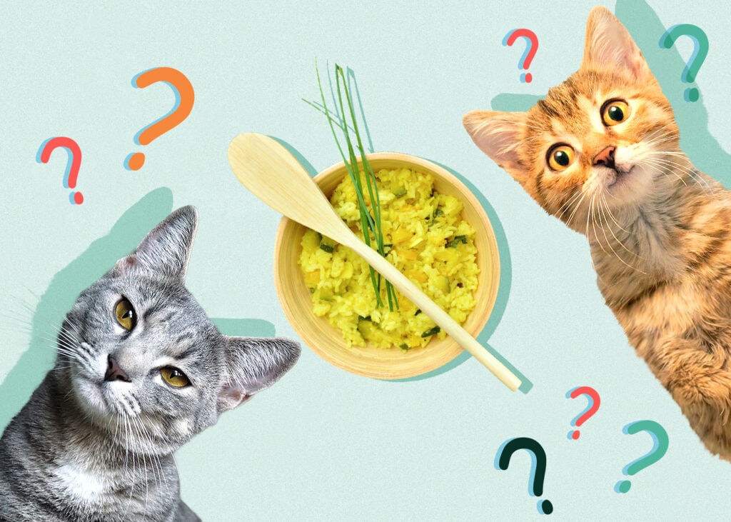 Can Cats Eat Rice? Vet-Reviewed Facts & FAQs