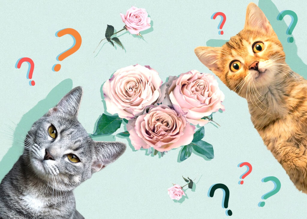 Can Cats Eat Roses? Important Care Facts