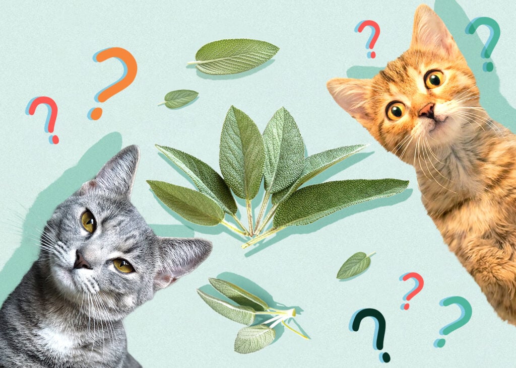 Can Cats Eat Sage? Vet-Verified Nutritional Info & Safety Guide