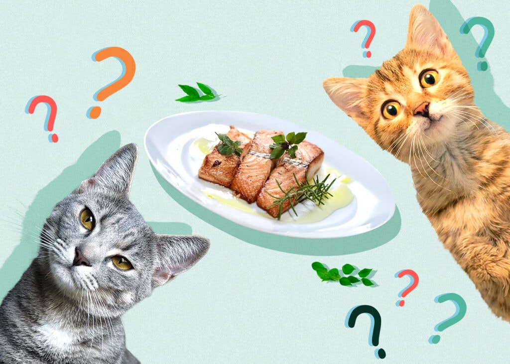 Can Cats Eat Salmon? Vet-Reviewed Health & Safety Guide