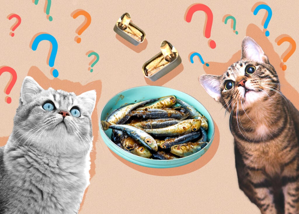 Can Cats Eat Sardines? Vet-Verified Nutrition Facts & FAQ