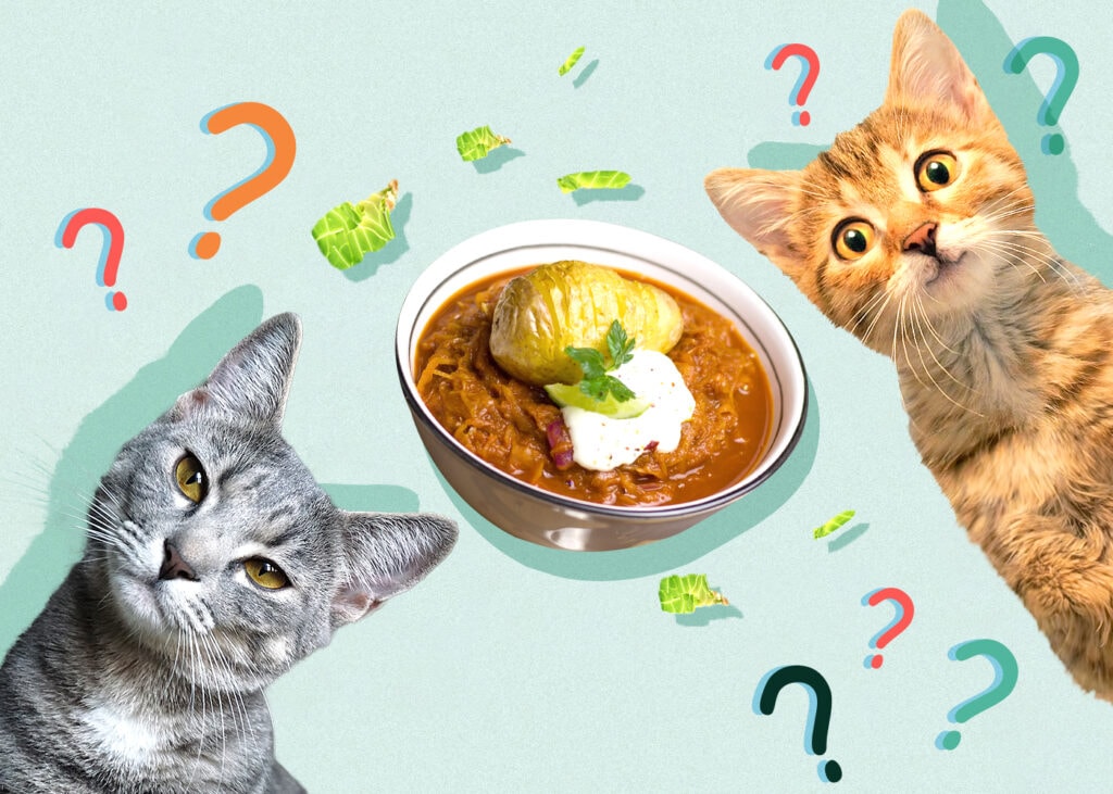 Can Cats Eat Sauerkraut? Vet-Reviewed Facts & Risks