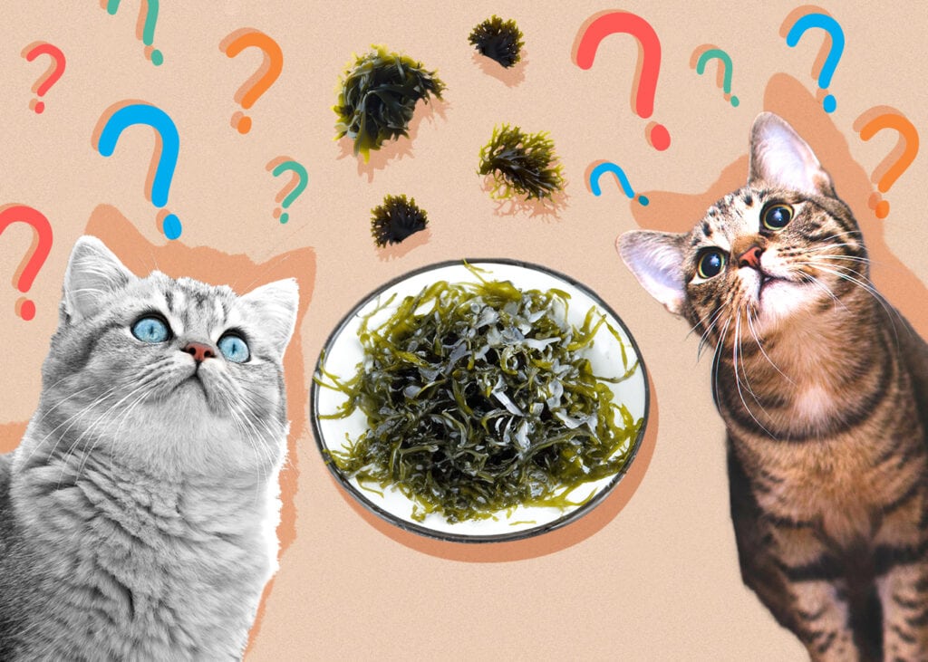 Can Cats Eat Seaweed? Vet-Reviewed Nutrition Facts & FAQ