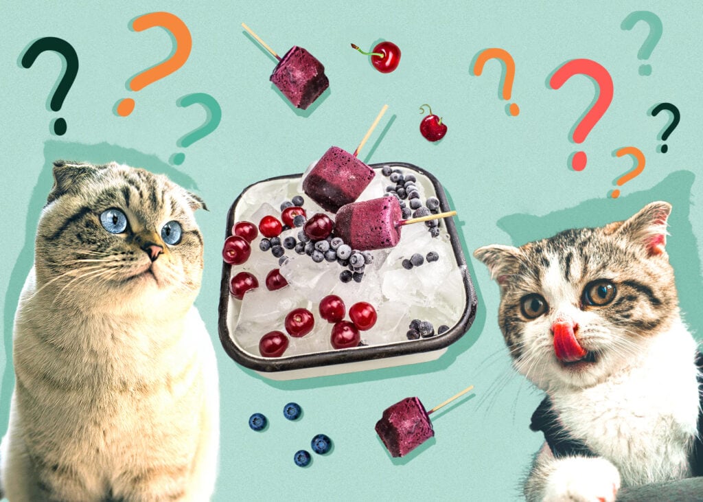 Can Cats Eat Sherbet? Vet-Verified Safety Guide