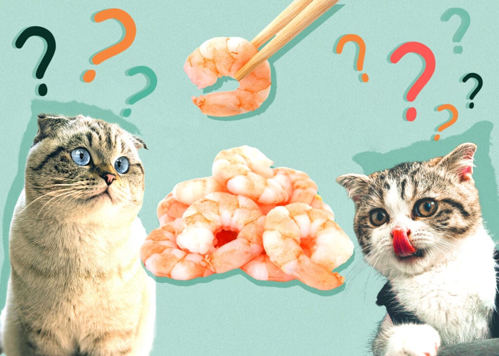 Can Cats Eat Shrimp? Vet-Reviewed Nutrition Facts & FAQ