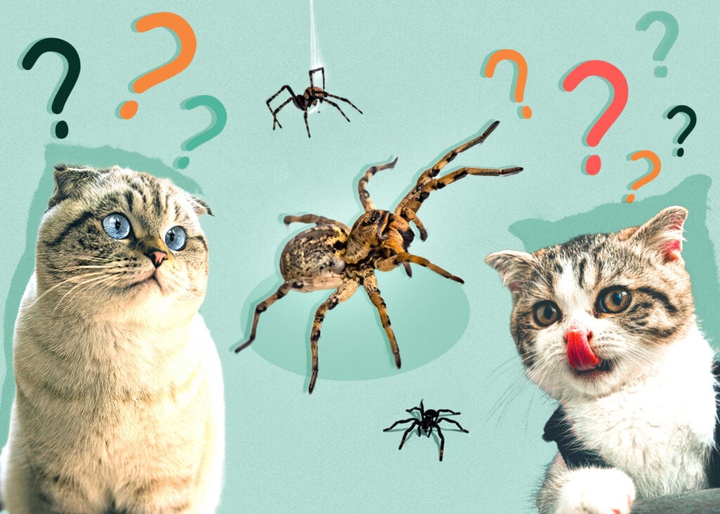 Can Cats Eat Spiders? Nutrition Facts & Safety Guide