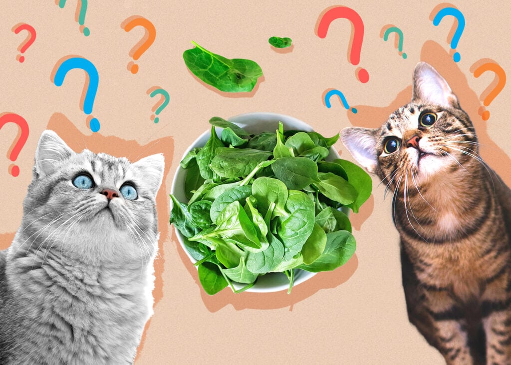 Can Cats Eat Spinach? Vet-Reviewed Nutrition Facts & FAQ