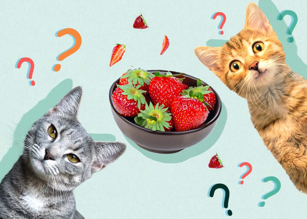 Can Cats Eat Strawberries? Vet-Reviewed Benefits & Alternatives