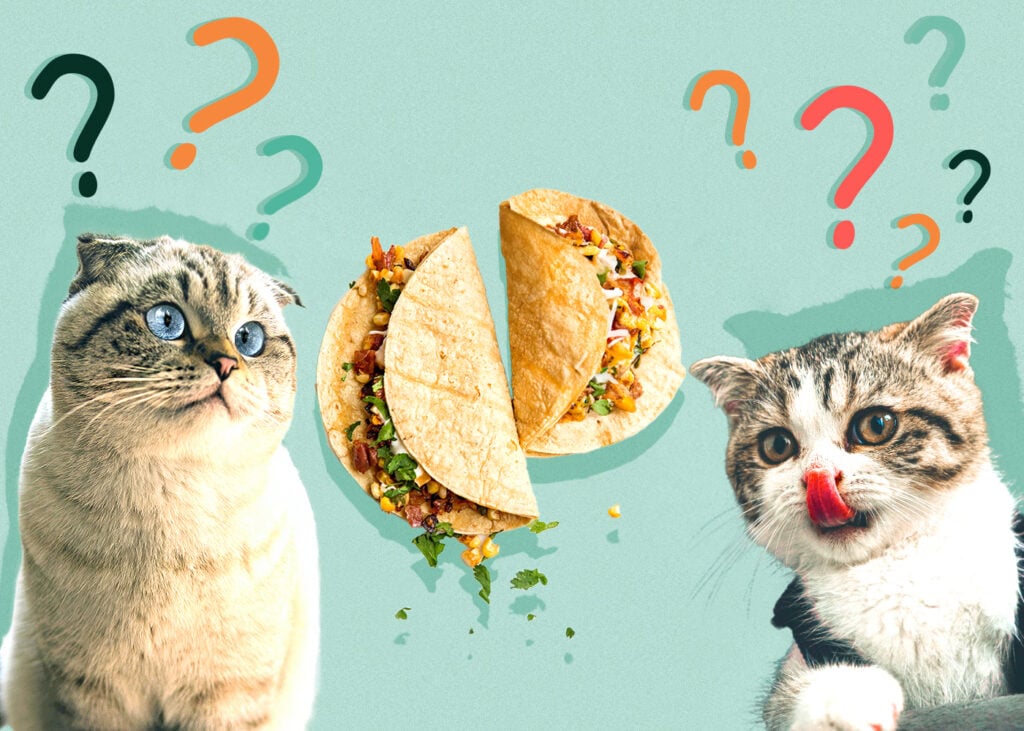 Can Cats Eat Tacos? Vet-Verified Nutrition Facts & FAQ