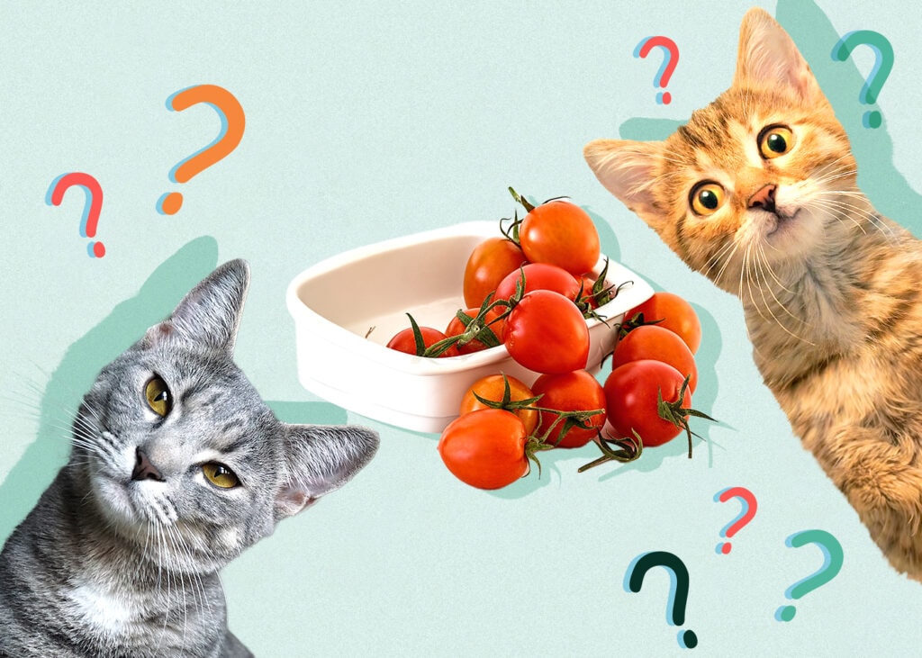 Can Cats Eat Tomatoes? Vet-Reviewed Facts & Safety Tips