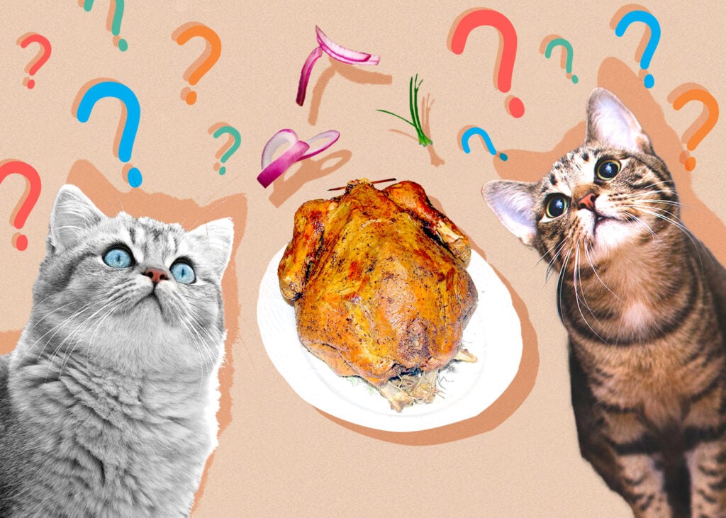 Can Cats Eat Turkey? Vet-Reviewed Facts & Feeding Tips